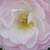 Fehér - rózsaszín - Parkrózsa - Bouquet Parfait®